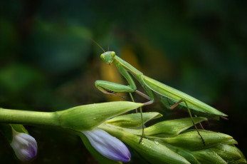 Картинка животные богомолы богомол