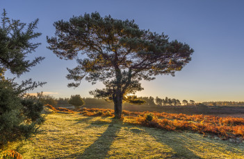 Картинка природа деревья простор