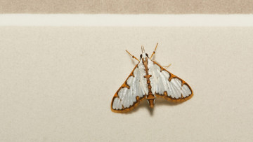 Картинка животные бабочки +мотыльки +моли моль