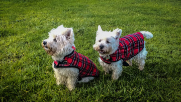 Картинка животные собаки песики