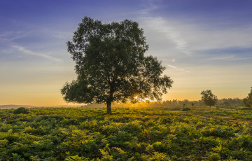 Картинка природа деревья простор