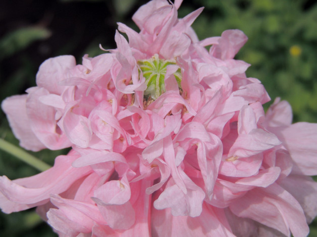 Обои картинки фото цветы, маки, макро