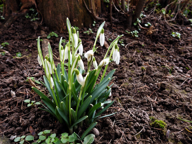 Обои картинки фото цветы, подснежники,  белоцветники,  пролески, первоцветы
