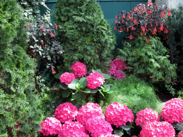 Обои картинки фото цветы, разные вместе, туя, гортензия