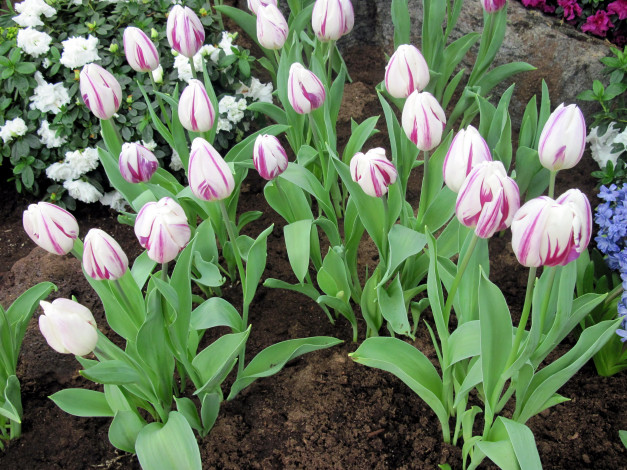 Обои картинки фото цветы, тюльпаны, бутоны