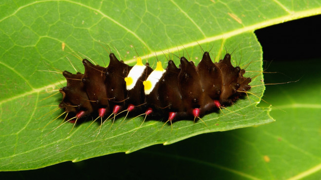 Обои картинки фото животные, гусеницы, гусеница