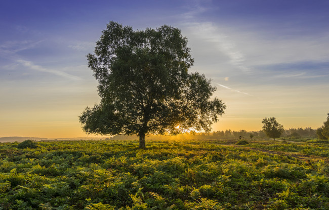 Обои картинки фото природа, деревья, простор