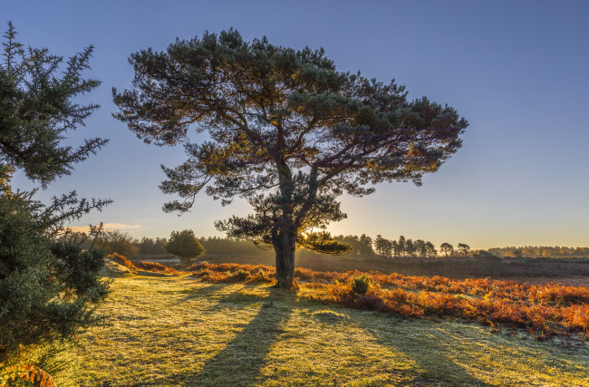 Обои картинки фото природа, деревья, простор