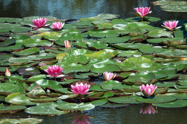 Обои картинки фото цветы, лилии водяные,  нимфеи,  кувшинки, водоем, лилии, листья, бутоны