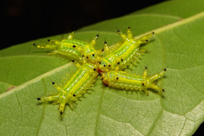 Обои картинки фото животные, гусеницы