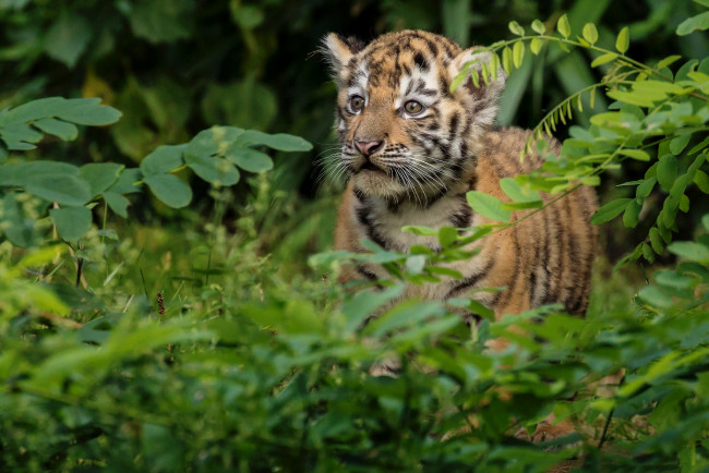 Обои картинки фото животные, тигры, тигренок