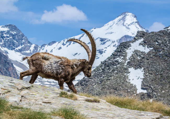 Обои картинки фото животные, козы, горный, козел, горы, небо, облака, рога