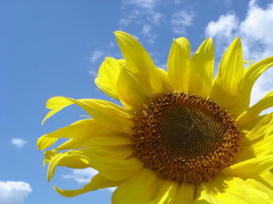 Картинка цветы подсолнухи облака небо подсолнух