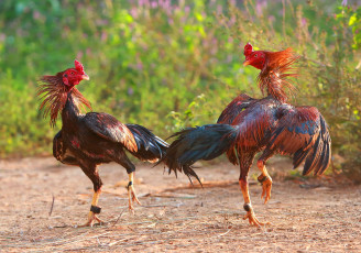 Картинка животные куры +петухи бои петухи