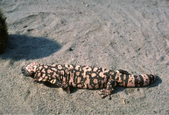 Картинка животные Ящерицы +игуаны +вараны ядозуб ящерица песок