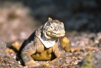 Картинка животные Ящерицы +игуаны +вараны игуана ящерица