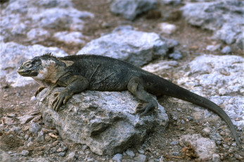 Картинка животные Ящерицы +игуаны +вараны ящерица игуана камни