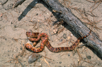 Картинка животные змеи +питоны +кобры добыча змея хвоя бревно