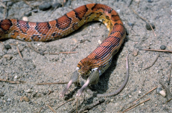 Картинка животные змеи +питоны +кобры добыча змея