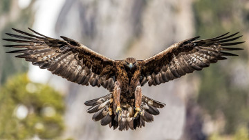 Картинка животные птицы+-+хищники орлы беркут хищные птицы