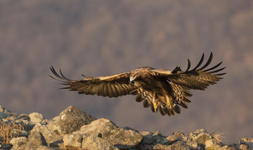 Картинка животные птицы+-+хищники хищные птицы орлы беркут