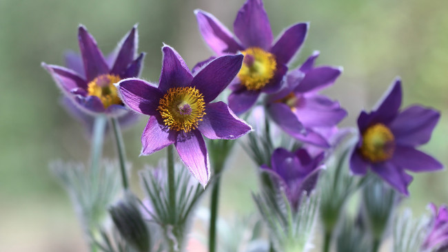 Обои картинки фото цветы, анемоны,  сон-трава, сон-трава