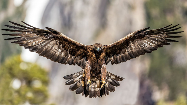 Обои картинки фото животные, птицы - хищники, орлы, беркут, хищные, птицы