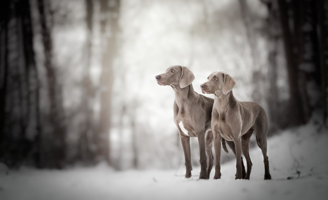 Обои картинки фото животные, собаки, фон, взгляд, собака