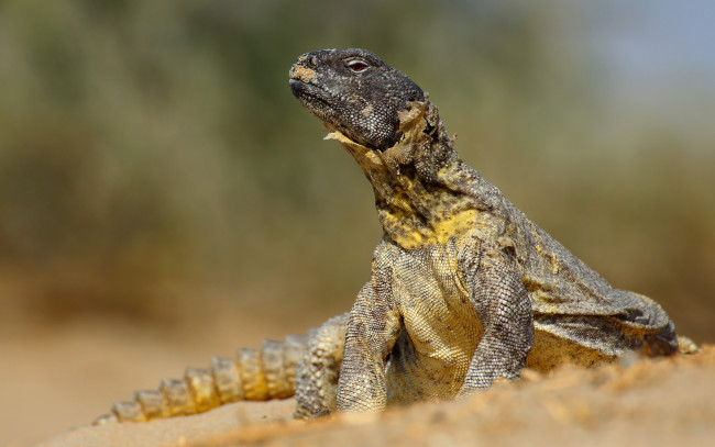 Обои картинки фото животные, Ящерицы,  игуаны,  вараны, игуана, ящерица