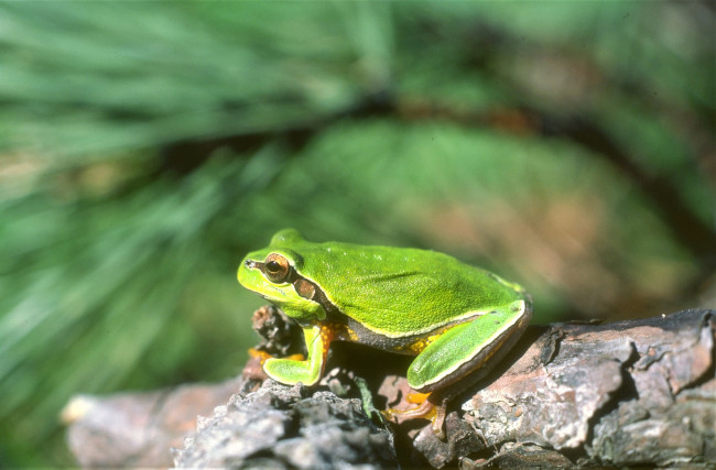 Обои картинки фото животные, лягушки, лягушка, зеленая, коряга