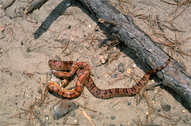 Обои картинки фото животные, змеи,  питоны,  кобры, добыча, змея, хвоя, бревно