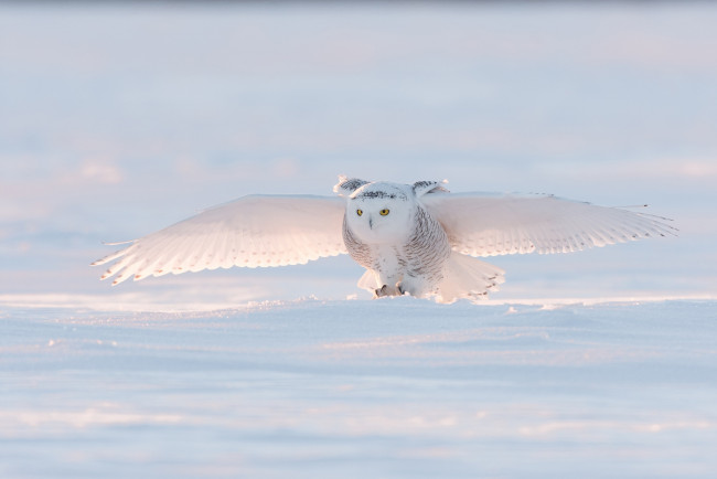 Обои картинки фото животные, совы, снег, сова