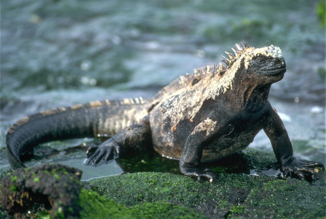 Обои картинки фото животные, Ящерицы,  игуаны,  вараны, лужи, игуана, ящерица, камни