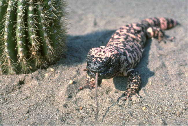 Обои картинки фото животные, Ящерицы,  игуаны,  вараны, кактус, язык, песок, ядозуб, ящерица