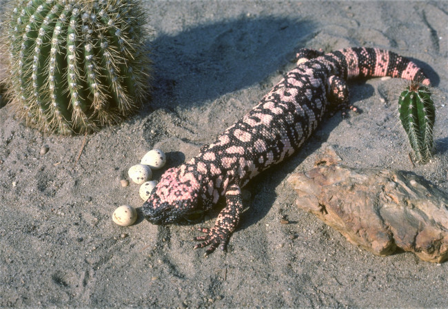 Обои картинки фото животные, Ящерицы,  игуаны,  вараны, яйца, камень, ящерица, песок, ядозуб, кактус