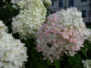 обоя цветы, калина , бульдонеж, куст