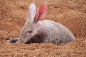 Картинка трубкозуб животные -+другое африка млекопитающее трубкозубы трубкозубовые земляная свинья