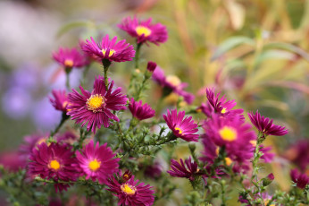 Картинка цветы астры куст