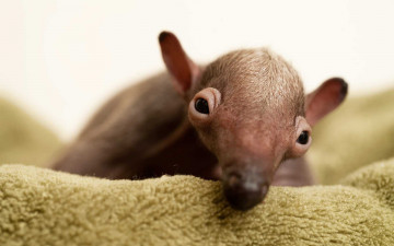 обоя муравьед, животные, муравьеды, детёныш, млекопитающие, неполнозубые