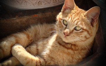 Картинка животные коты котейка