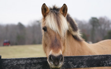 Картинка животные лошади лошадь голова загон