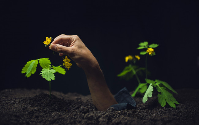 Обои картинки фото разное, руки,  ноги, грунт, рука, цветы