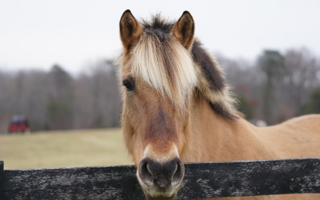 Обои картинки фото животные, лошади, лошадь, голова, загон
