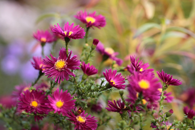Обои картинки фото цветы, астры, куст