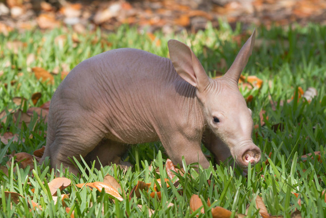 Обои картинки фото трубкозуб, животные, - другое, африка, млекопитающее, трубкозубы, трубкозубовые, земляная, свинья