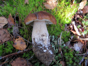 Картинка еда грибы +грибные+блюда боровик