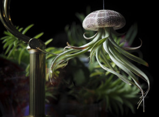 Картинка разное предметы+быта растение