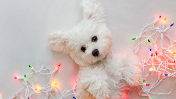 Картинка разное игрушки гирлянда собачка