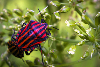 обоя животные, насекомые, жуки, цветы