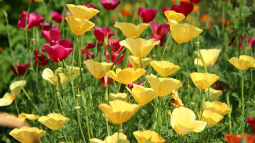 Картинка цветы эшшольция+ калифорнийский+мак